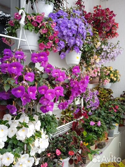 Ахименесы ризомы 1 часть