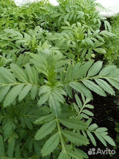 Рассада :томаты, перец, баклажан, бархатцы астра