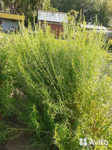 Эстрагон тархун свежий