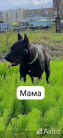 Щенки Питбуля