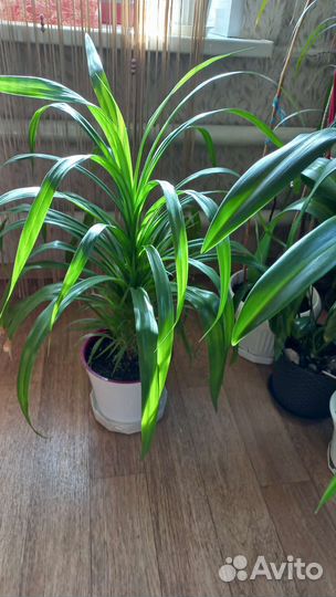 Цветы в офис