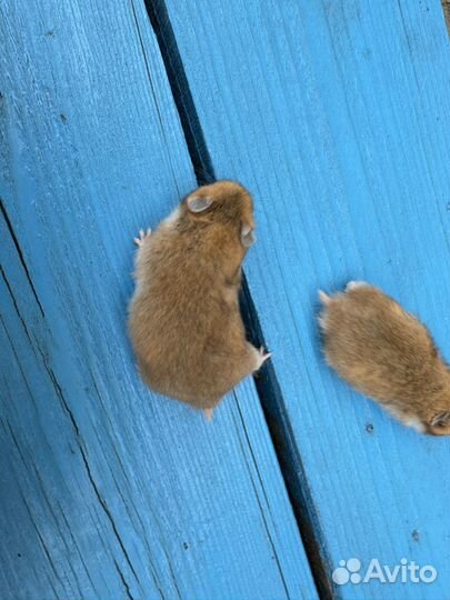 Сирийский хомяк малыш