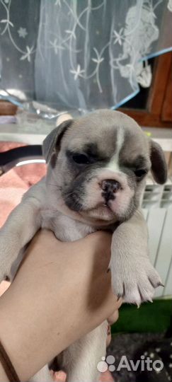 Продам щенков