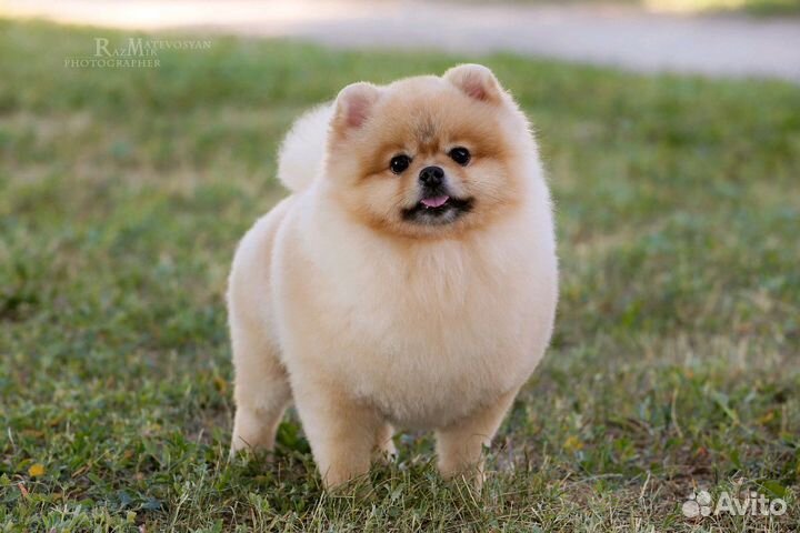 Шпиц. Кобель вязка, хорошая родословная