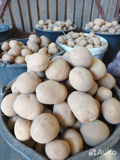 Картофель на посадку