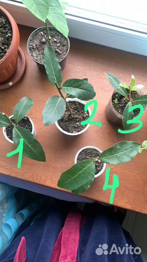 Лавровое дерево