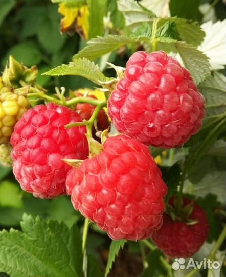 Саженцы малины