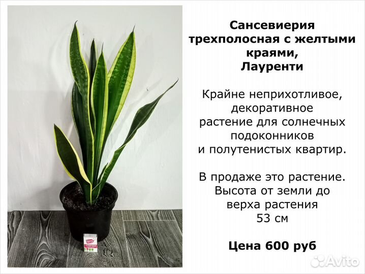 Комнатные Цветы декоративные разные