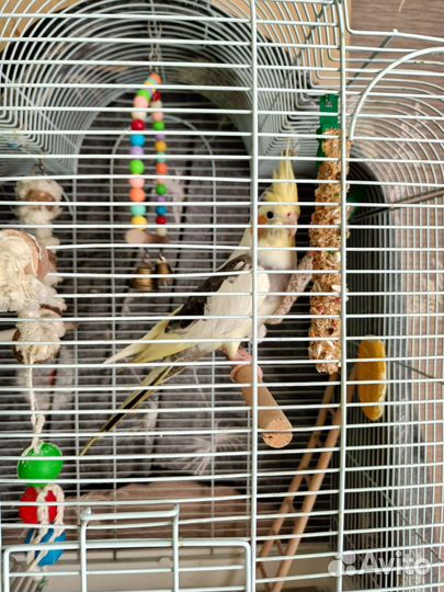 Попугай корелла мальчик