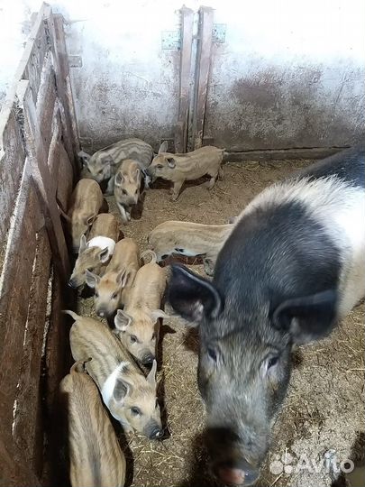 Продаются поросята венгерской мангалицы