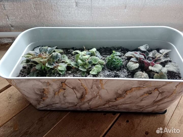 Фиалки в кашпо