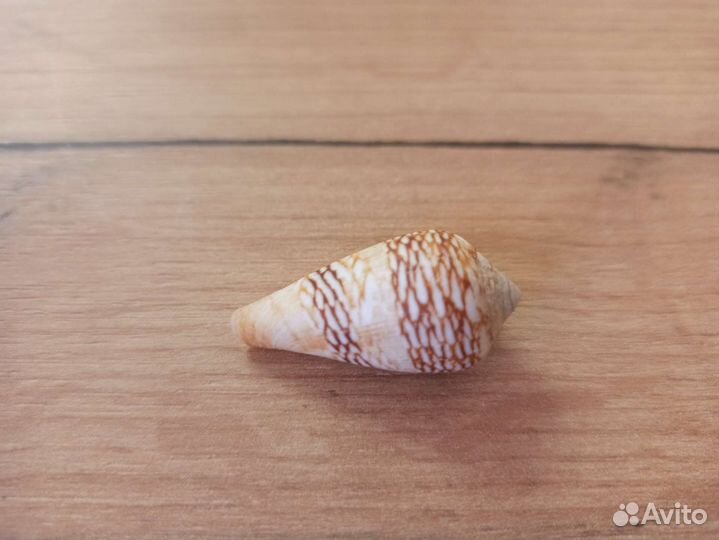 Морская раковина