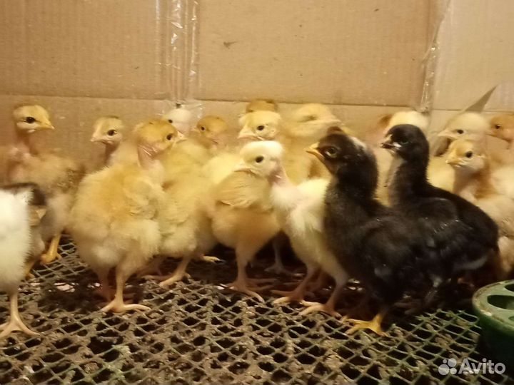Цыплята