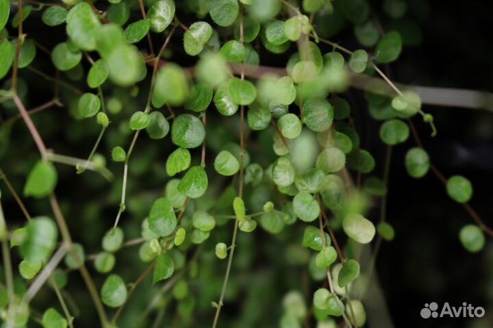 Peperomia Emarginella