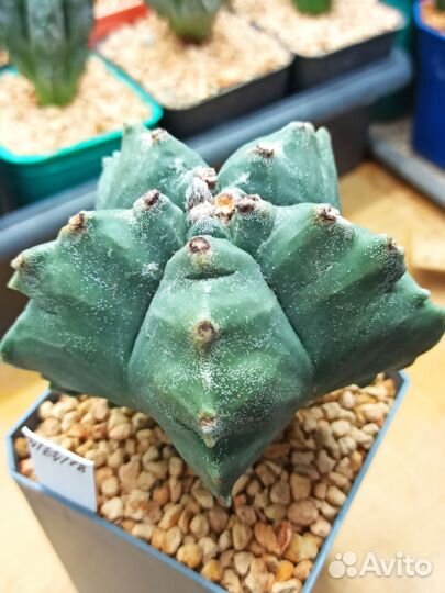 Кактусы Astrophytum