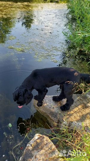 Вязка собак американский кокер спаниель