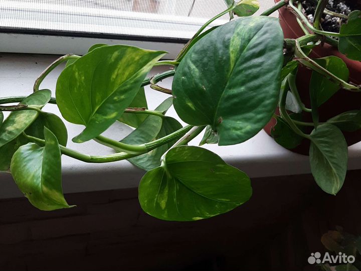 Сциндапсус эпипремнум