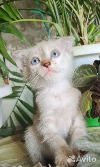 Котята в добрые руки бесплатно