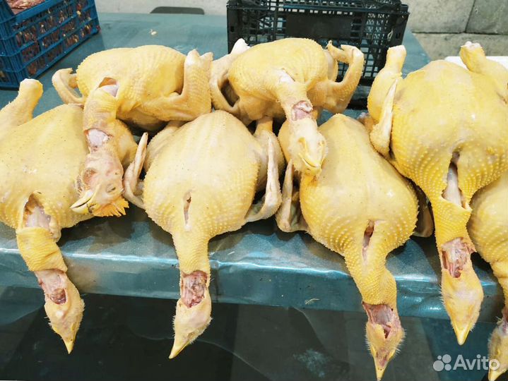 Куры халяльКуры халяль свежие