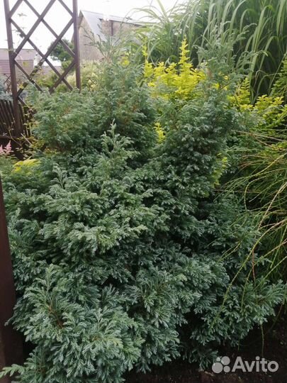 Кипарисовик горохоплодный