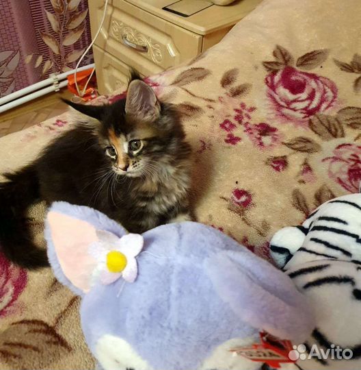 Котята мейн-кун