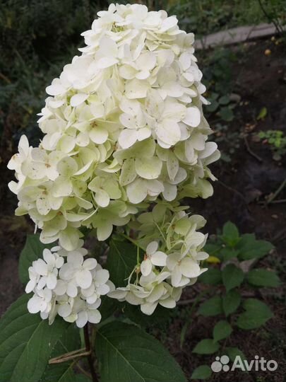Гортензия метельчатая, древовидная