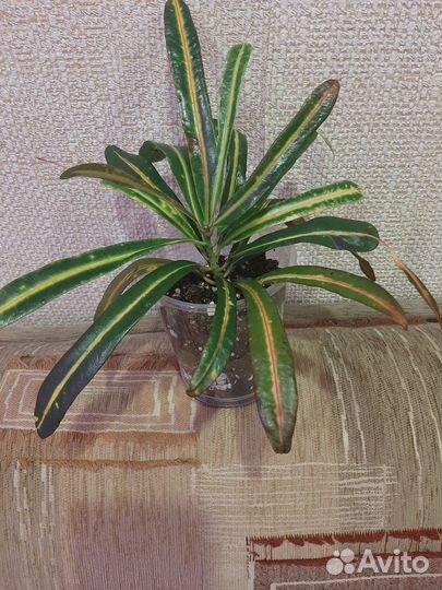 Продам кротоны