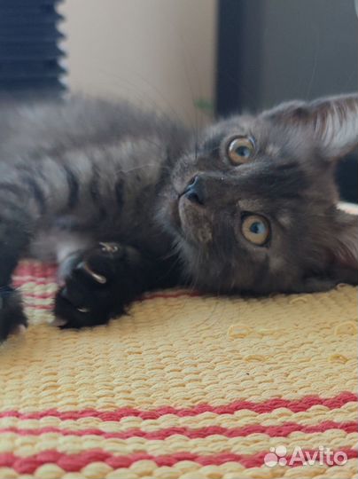 Котик ищет дом находится на временной передержке