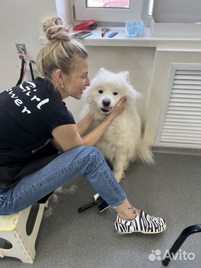 Стрижка собак и кошек. Груминг