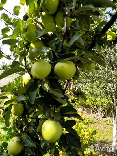 Яблоки Папировка скрещенная