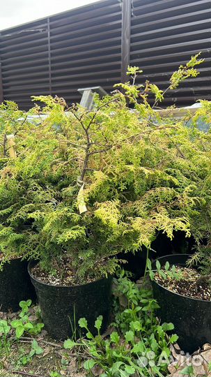 Кипарисовик туполистый Lucas