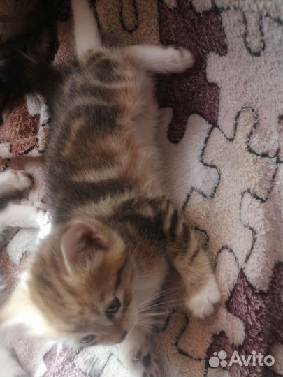 Котята мраморно британские