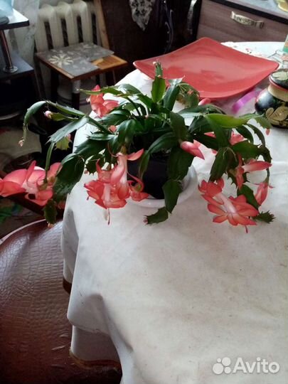 Декабрист комнатный цветок