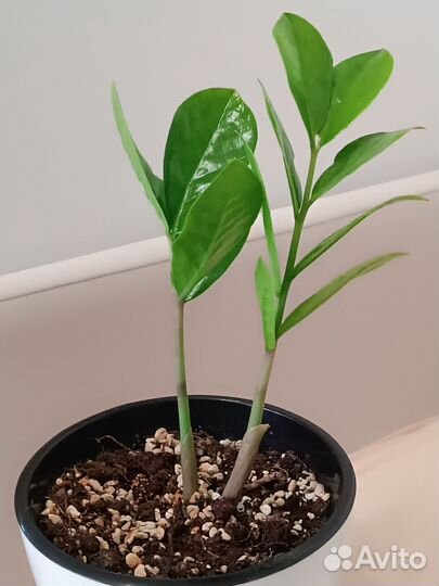 Замиокулькас