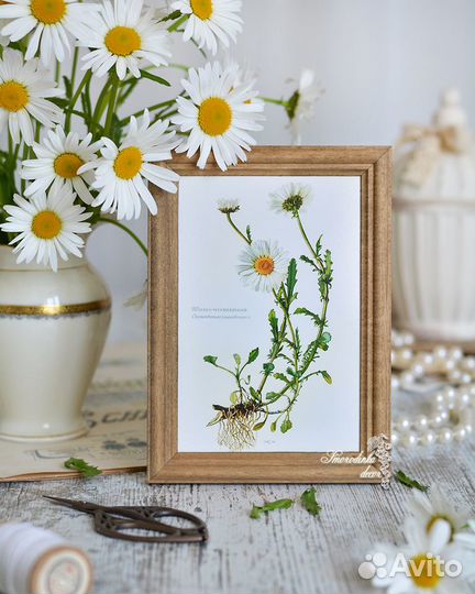 Ботаника в рамке Ромашки