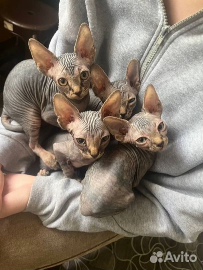 Донской сфинкс котята