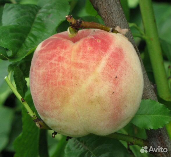 Персик Киевский ранний