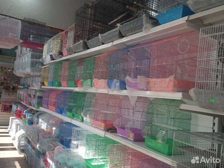 Попугай корелла