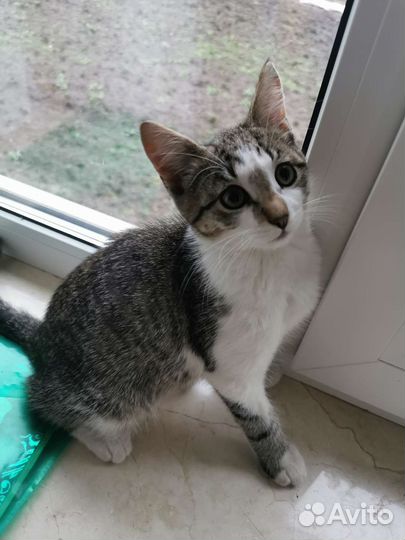 Отдам бесплатно котенка