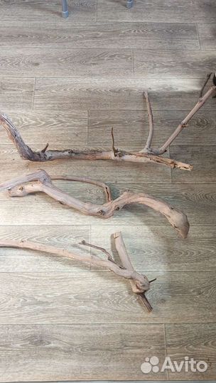 Каряги в террариум