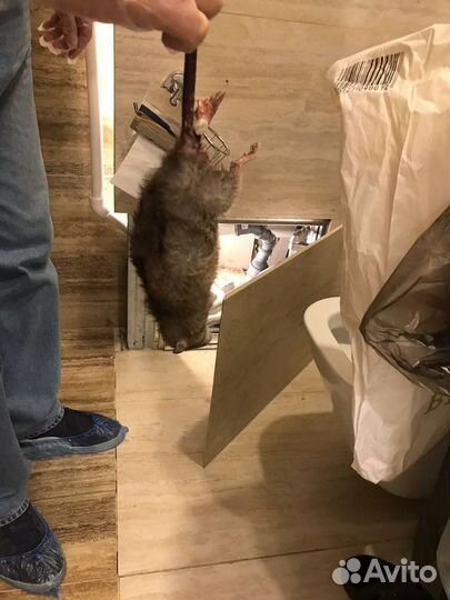 Дезинфекция / Уничтожение насекомых, тараканов