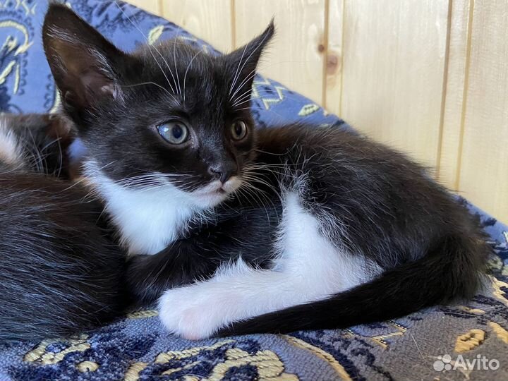 Котята отдам даром