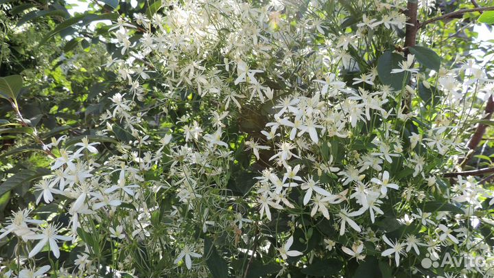 Клематис ароматный, мелкоцветковый