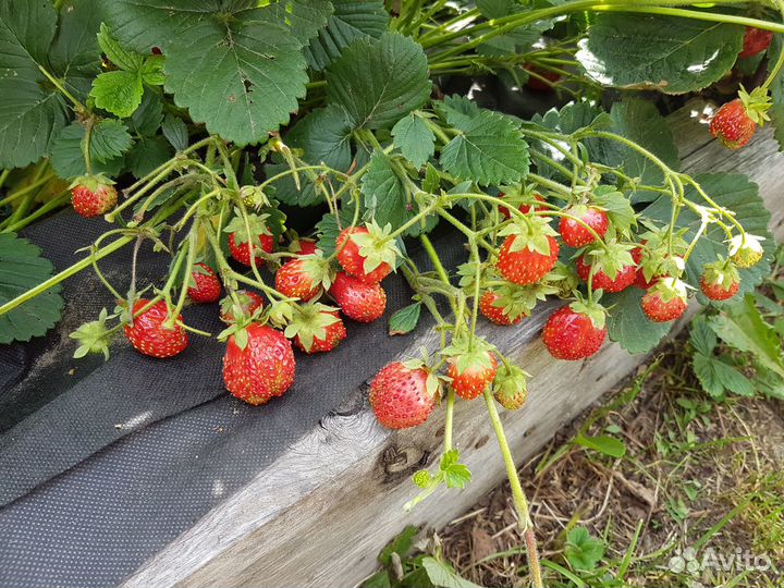 Клубника Купец