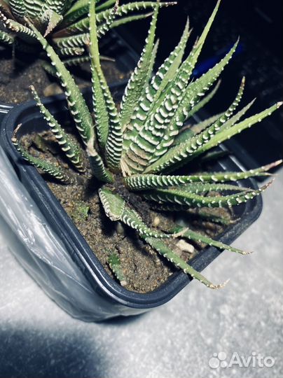 Хавортия зебрина