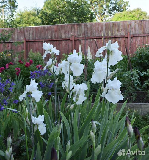 Ирис бородатый белый