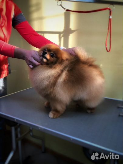 Стрижка собак и кошек