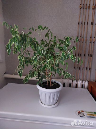 Фикус бенджамина