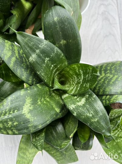 Сансевиерия разных размеров/возможен обмен