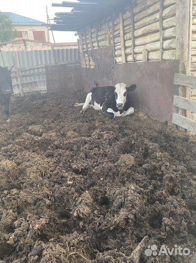 Телки нетели